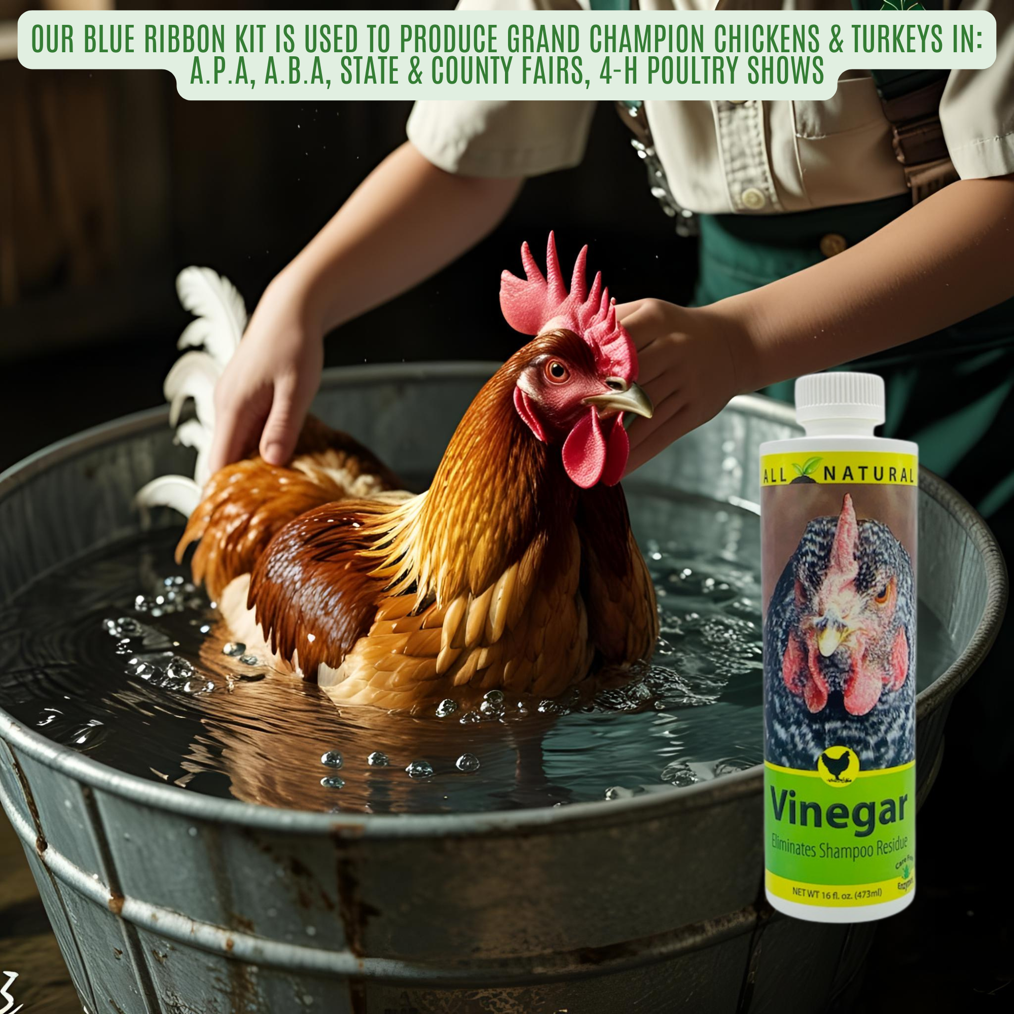 Final Rinse Poultry Vinegar for Show Chickens | Enhances Feather Shine & Health | 16 oz