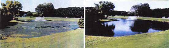 Natural Lake & Large Pond Water Clarifier | Reduces Muck & Sludge | Lake Protector | 1 Gallon