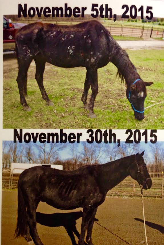 Topical Equine Skin Salve for Blemishes & Warts | Sarcoid Salve | 2.5 oz, 4 oz & 10 oz